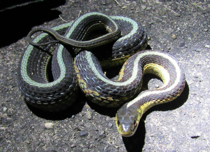 Eastern Garter Snake